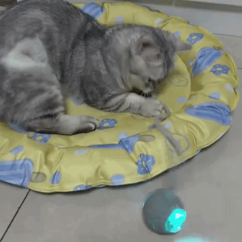 Minge Interactiva pentru Pisici